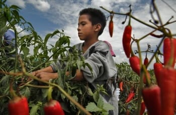 Demanda EU a México por trabajo forzoso e infantil Demanda EU a México por trabajo forzoso e infantil
