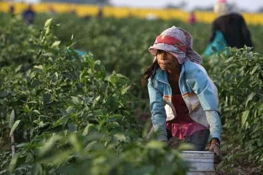 Suman 14 demandas por trabajo forzoso Suman 14 demandas por trabajo forzoso