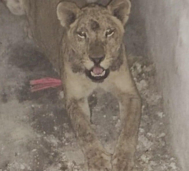 Encuentran abandonada a leona adulta en Ciénega de Flores Encuentran abandonada a leona adulta en Ciénega de Flores