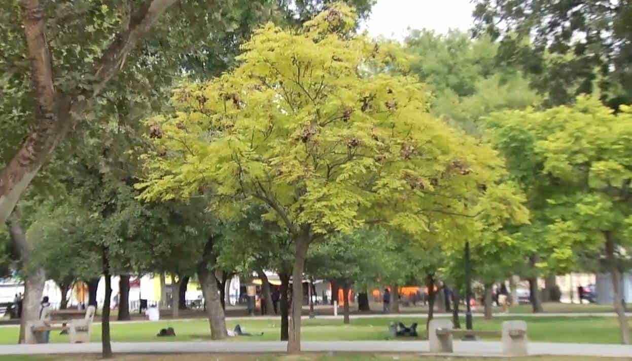 Exhortan expertos a regios a cuidar sus áreas verdes Exhortan expertos a regios a cuidar sus áreas verdes