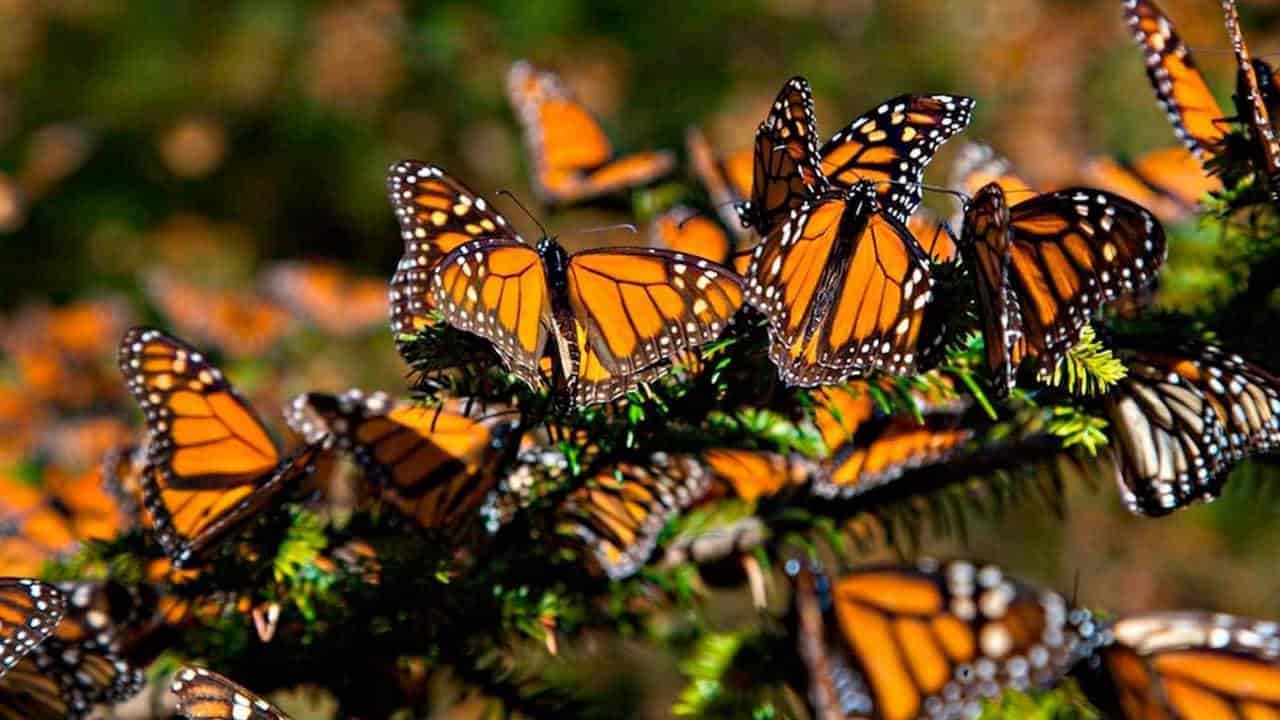 Atropellos están terminando con la mariposa monarca Atropellos están terminando con la mariposa monarca