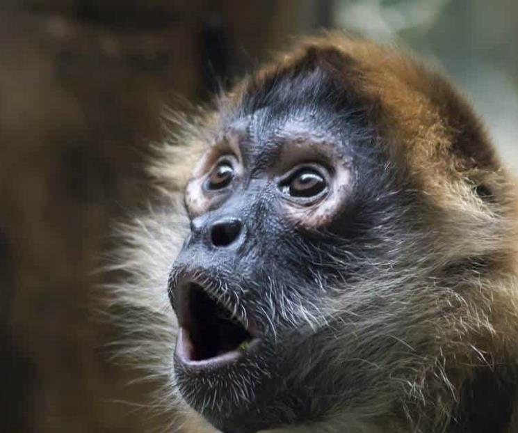 Piden prohibir selfies con primates
