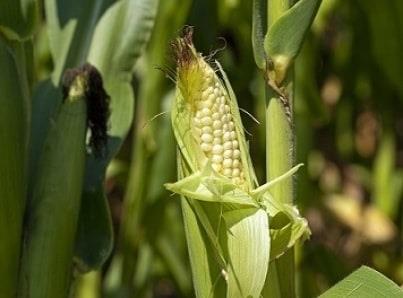 Piden a privados ayuda para producir maíz