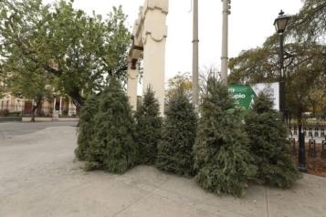 Tiene Monterrey 48 centros de acopio de pinos