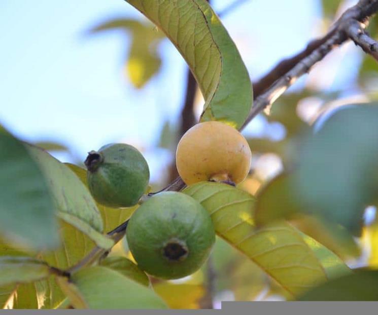 Cinco beneficios de tomar infusión de hoja de guayaba