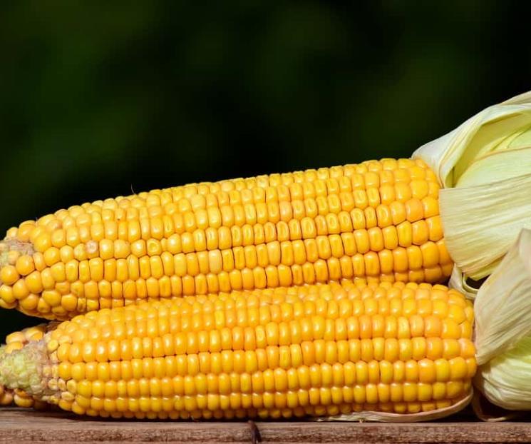 Diferencias entre el maíz endémico y el transgénico