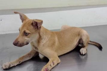 Rescatan a perro agredido