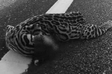 Atropellan a ocelote en la carretera Canc&uacute;n-Chetumal