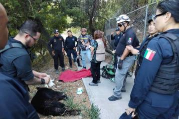 Capturan a oso deambulando por Guadalupe