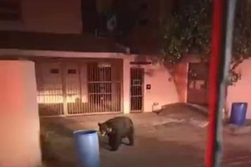 Alarma avistamiento de otro oso