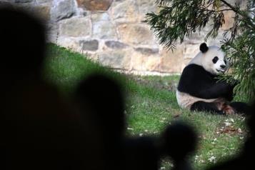 Sigue China repatriando sus pandas