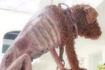 Pi&ntilde;ata de un perro maltratado conmociona las redes