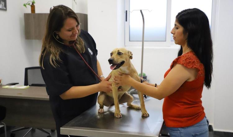 Ofrece San Pedro esterilizar mascotas