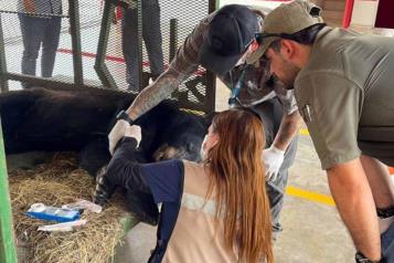 Rescatan a oso que deambulaba por calles de Escobedo