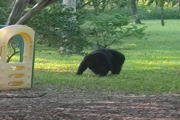Reportan avistamiento de oso en la Carretera Nacional