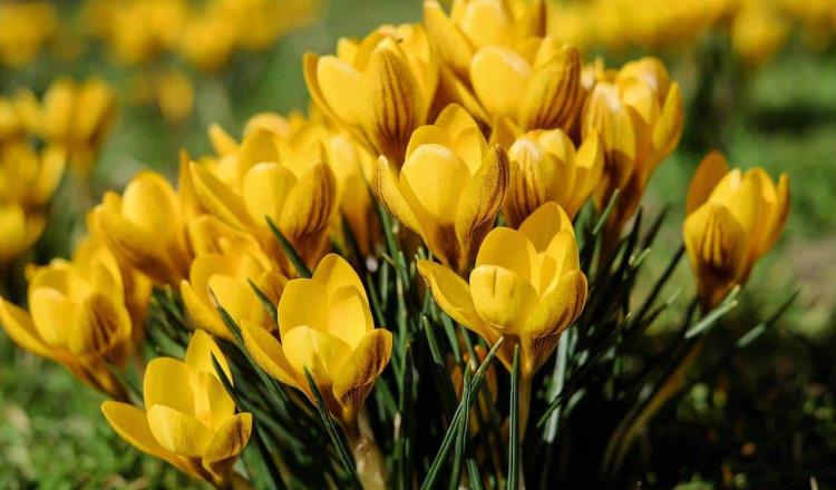 ¿Por qué se regalan flores amarillas en Septiembre?