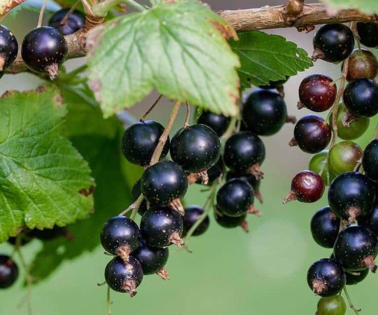 El fruto del bosque que fortalece el sistema inmunológico