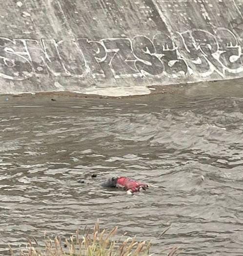 El cadáver de un hombre que flotaba en la corriente del Arroyo El Obispo, fue encontrado ayer a la altura de la Colonia Revolución, en el municipio de San Pedro Garza García.