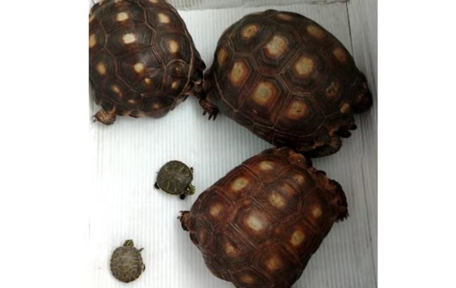 Rescatan a 9 tortugas enviadas por paquetería