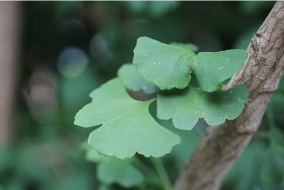 Conoce los beneficios del ginkgo biloba para la salud