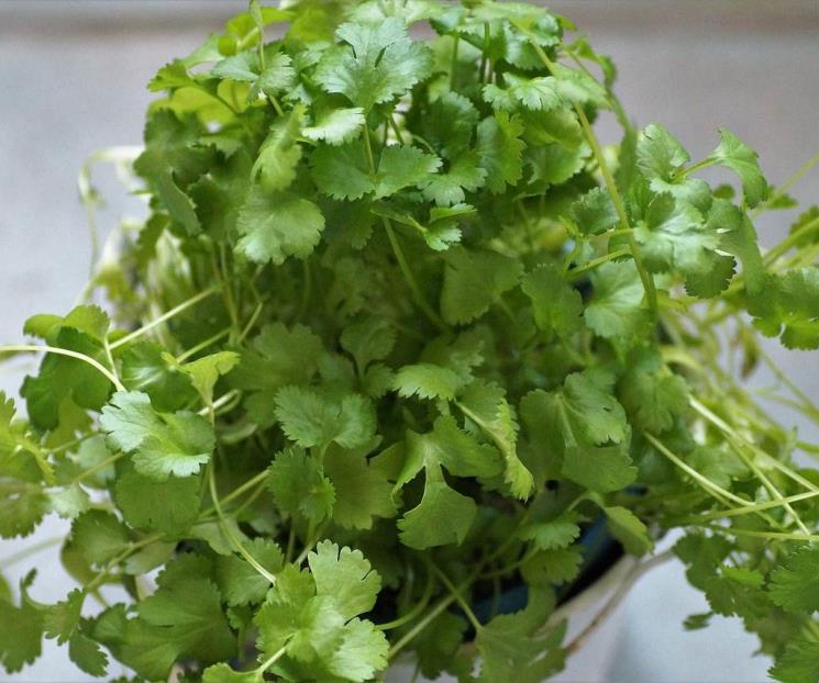 El cilantro reduce el mal aliento y previene los cólicos