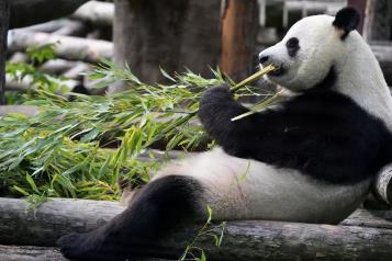 Llegan a Washington pandas &acute;diplom&aacute;ticos&acute;