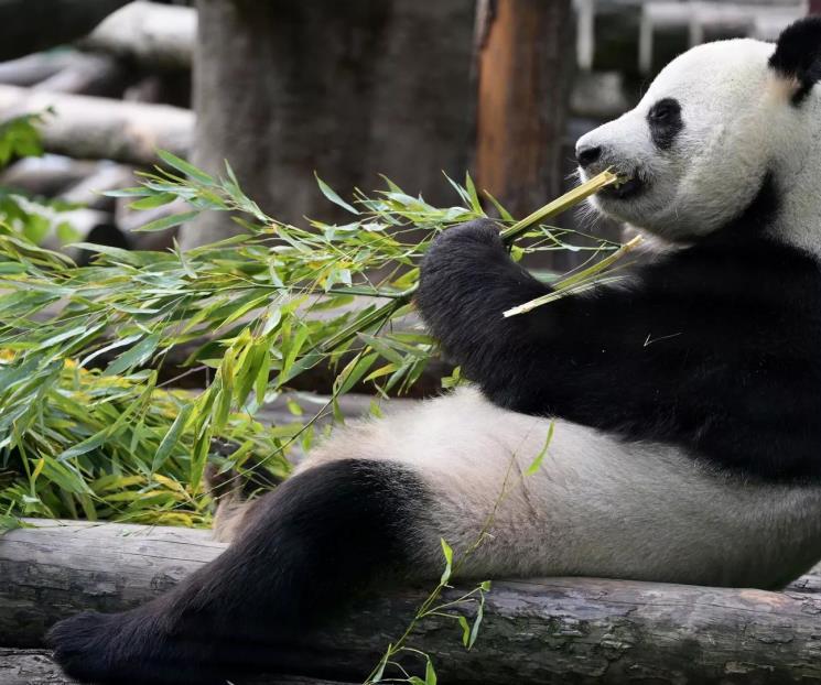 Llegan a Washington pandas ´diplomáticos´