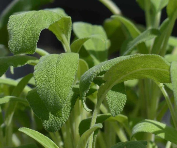 Planta que ahuyenta a cualquier tipo de insecto