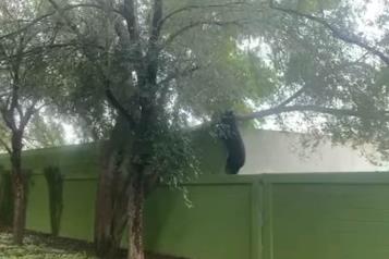 Alarma oso al sur de la Ciudad