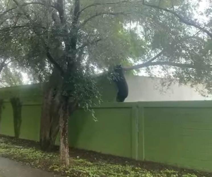 Alarma oso al sur de la Ciudad