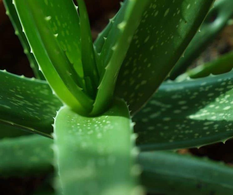 Por estas razones debes tener una planta de aloe vera en casa