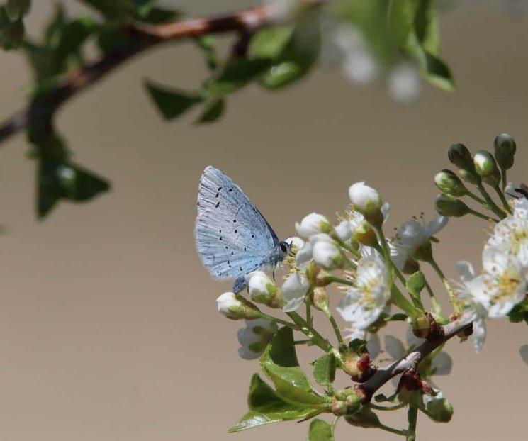 México entrega planes de acción de biodiversidad en COP-16