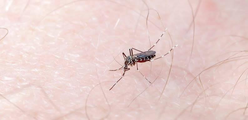 Es Nuevo León segundo lugar nacional en casos de dengue