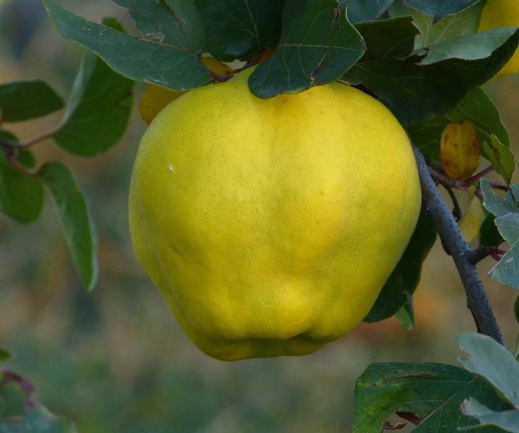 El dulce a base de una fruta que combate resfriados en el otoño