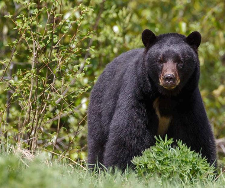 Describe experto peligros de la convivencia con el oso negro