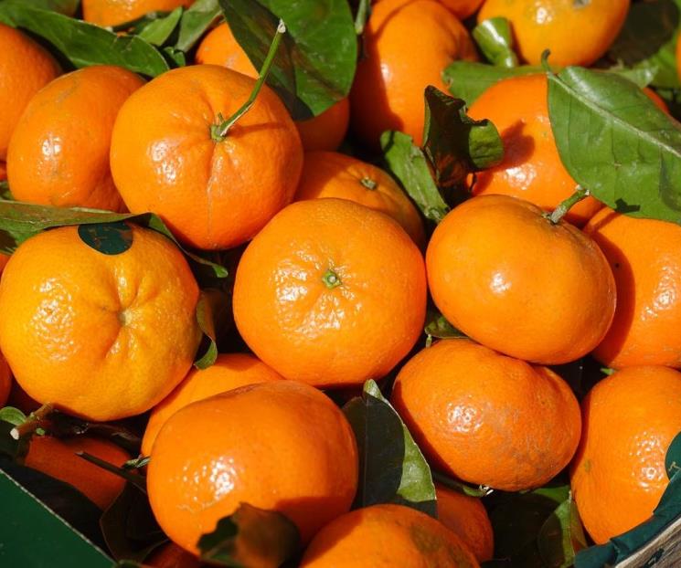 Cuáles son las propiedades curativas de la mandarina