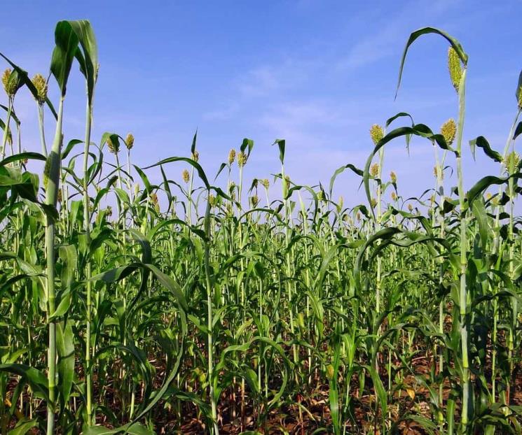 El desconocido grano con propiedades antidiabéticas