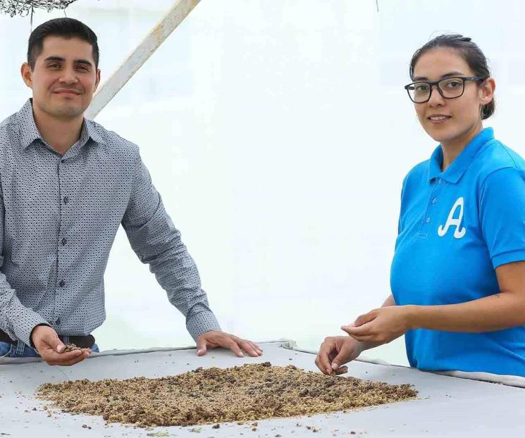 Ganador de Tiger Tank convierte cebada en nutrientes alimenticios