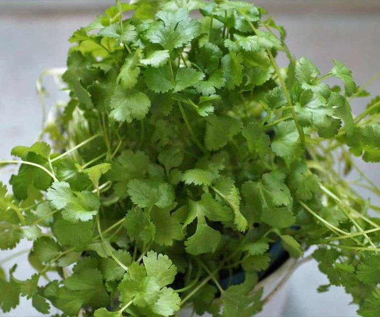 El cilantro mejora tu proceso digestivo