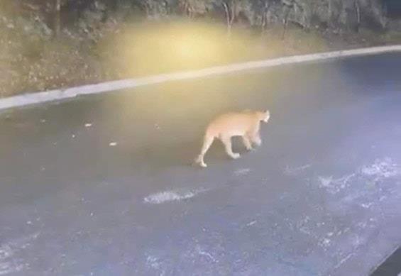 Captan a puma en colonia de San Pedro