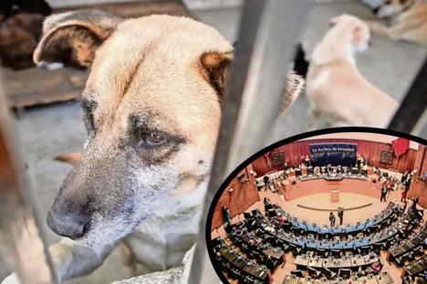 Avanza en Senado  reforma para proteger a los animales