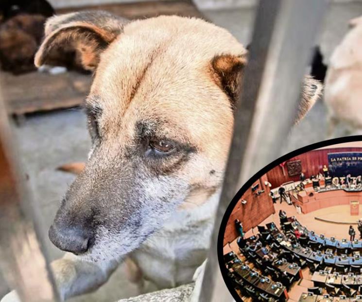 Avanza en Senado  reforma para proteger a los animales