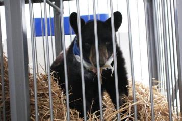 Avalan reforma que proh&iacute;be el maltrato animal