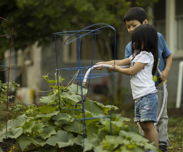 Huertos urbanos, una tendencia sostenible en la alimentación