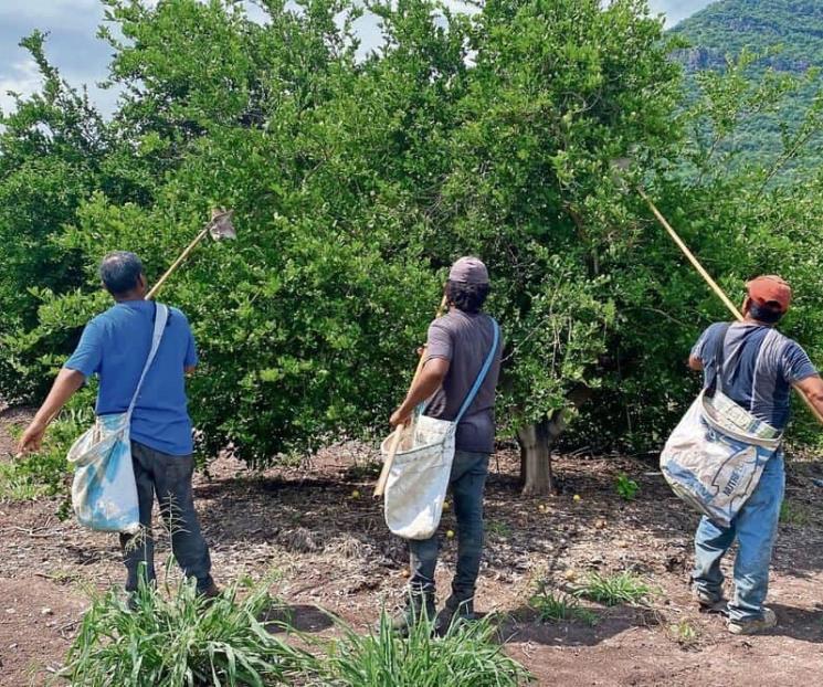 Criminales secuestran el negocio del limón en Michoacán: Adrián Lópe