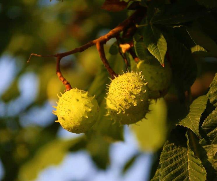 El castaño de indias, remedio casero para las hemorroides