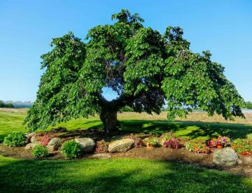 El popular árbol con efecto medicinal que trata el dolor de garganta