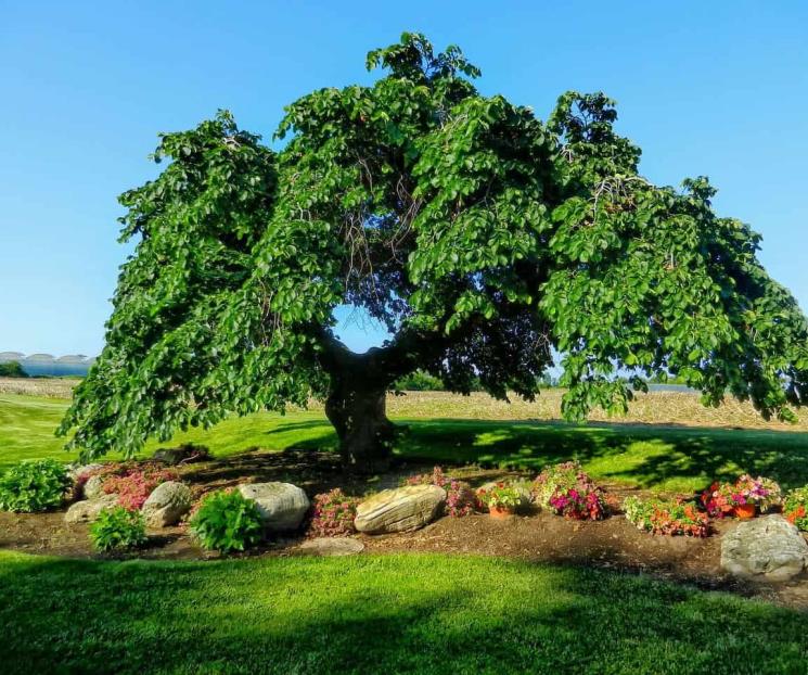 El popular árbol con efecto medicinal que trata el dolor de garganta