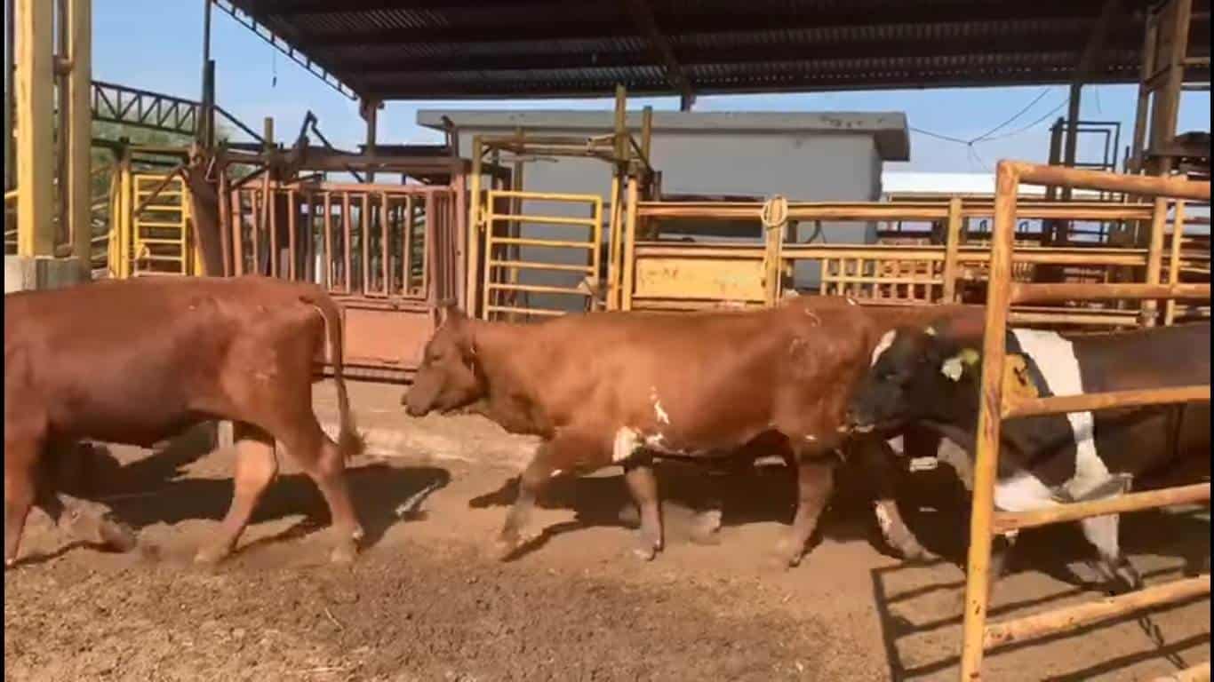 Un trabajador de un rancho del municipio de General Terán, perdió la vida en forma trágica al ser golpeado por una cadena de acero en la cabeza.