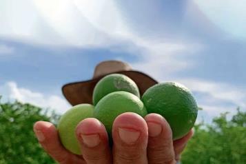 No queremos que los militares se vayan: Limoneros